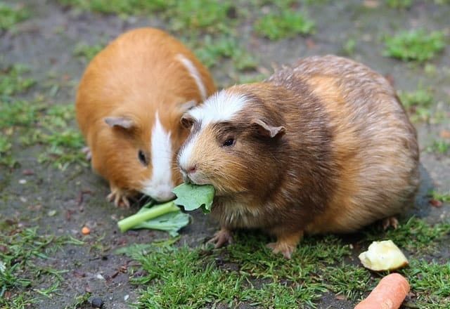 Guinea pigs